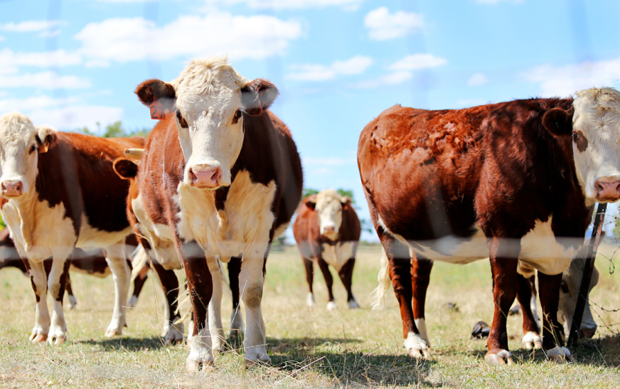 Cattle Futures Rise as Boxed Beef Prices Strengthen