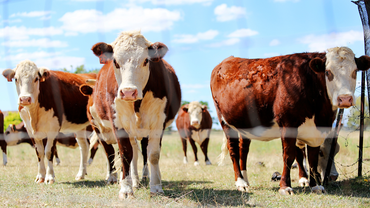 Cattle Futures Rise as Boxed Beef Prices Strengthen
