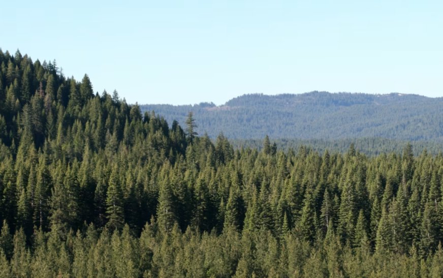 Timberland ETF investors watch J.P. Morgan forestland acquisition in Louisiana for sustainable forestry exposure