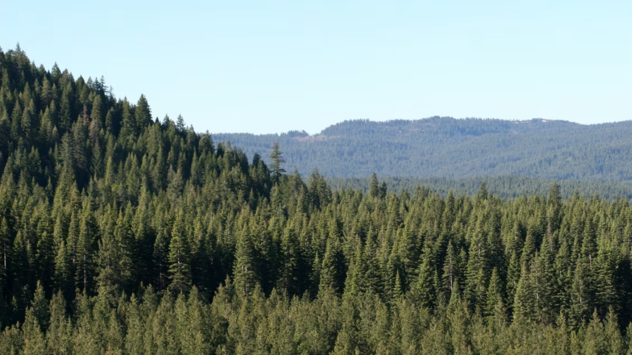 Timberland ETF Investors Watch JPM Forest Deal