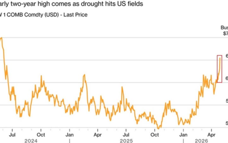 Wheat Price Forecast: Drought Pushes U.S. Crop Ratings to 30-Year Low